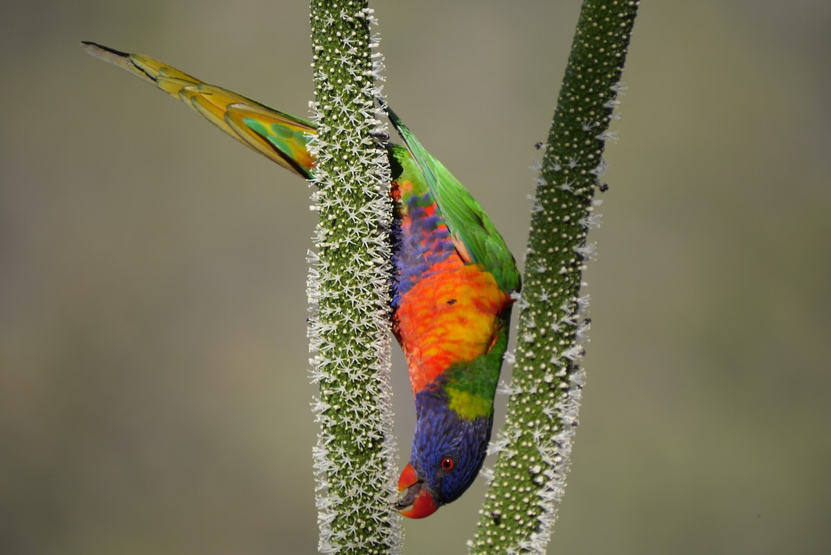 Радужный лорикет - ML64165711