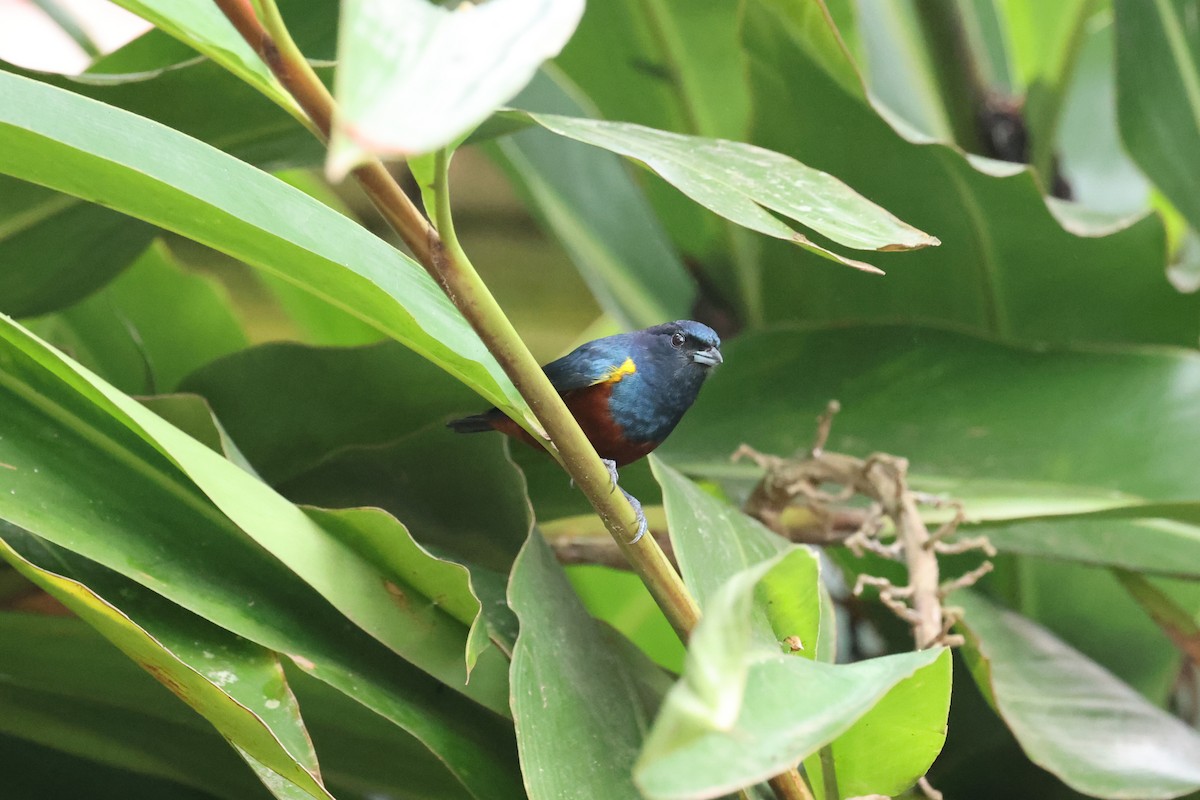 Chestnut-bellied Euphonia - ML641657120