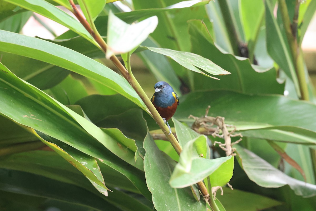 Chestnut-bellied Euphonia - ML641657121