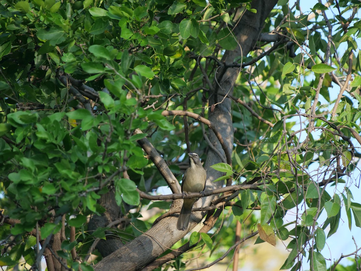 Olive-gray Saltator - ML641657124