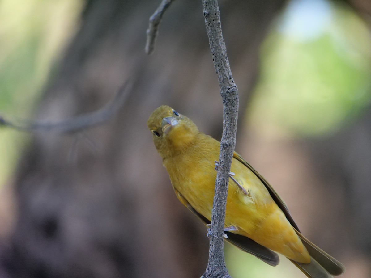Summer Tanager - ML641657128