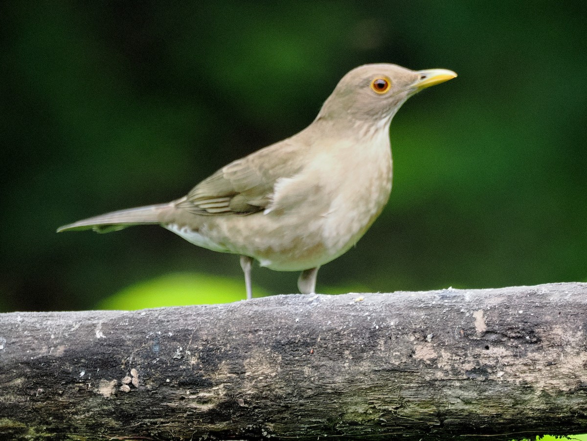Ecuadorian Thrush - ML641657138