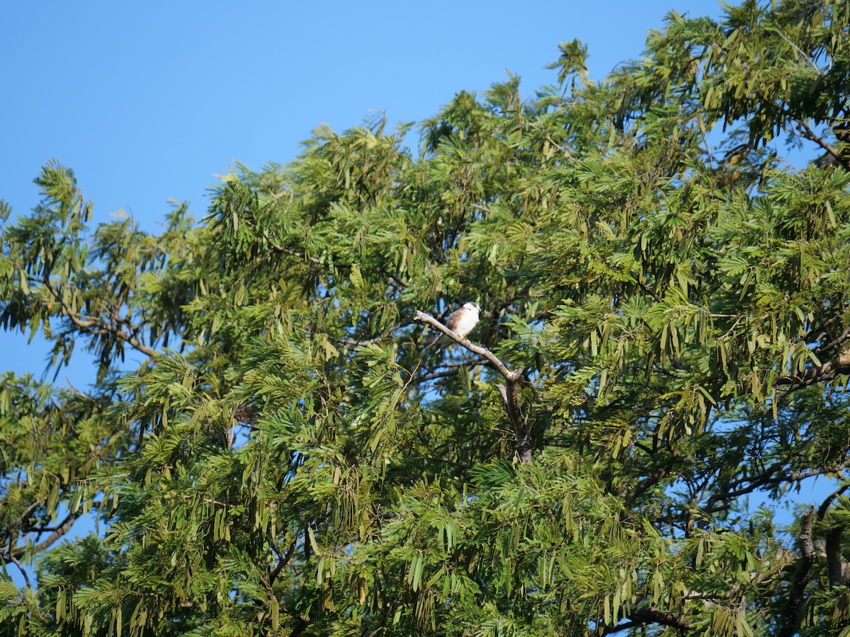Pearl Kite - ML641657164