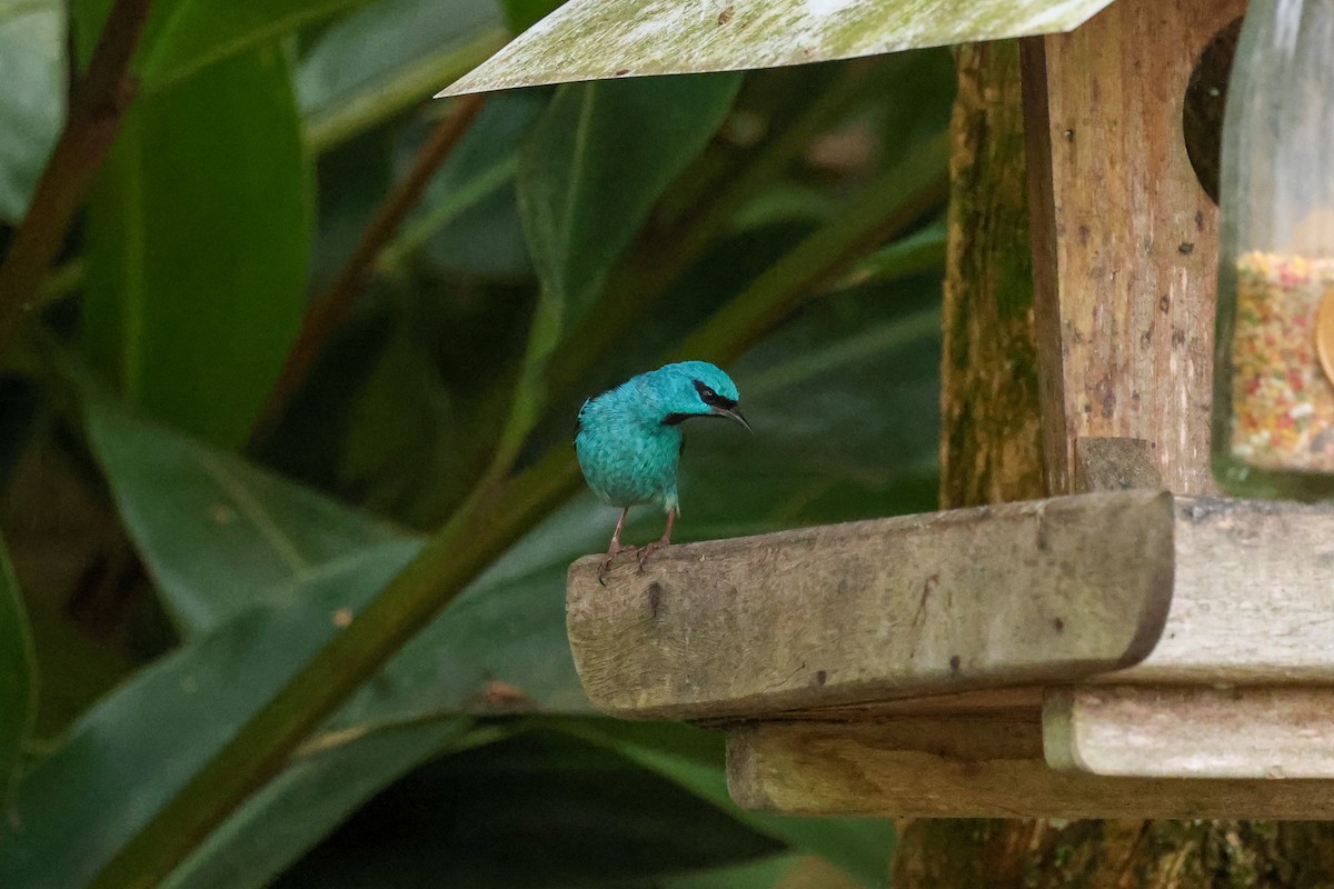 Blue Dacnis - ML641657166