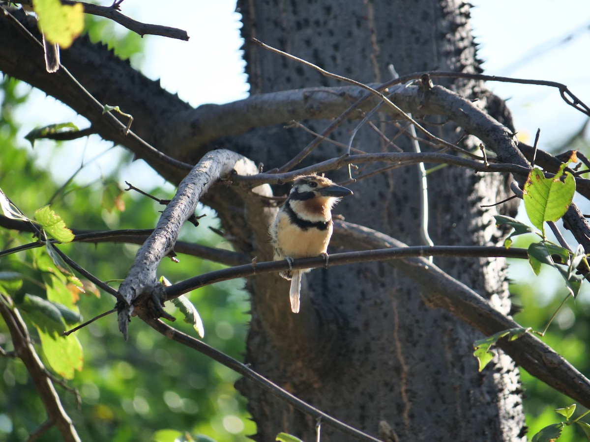 Russet-throated Puffbird - ML641657173
