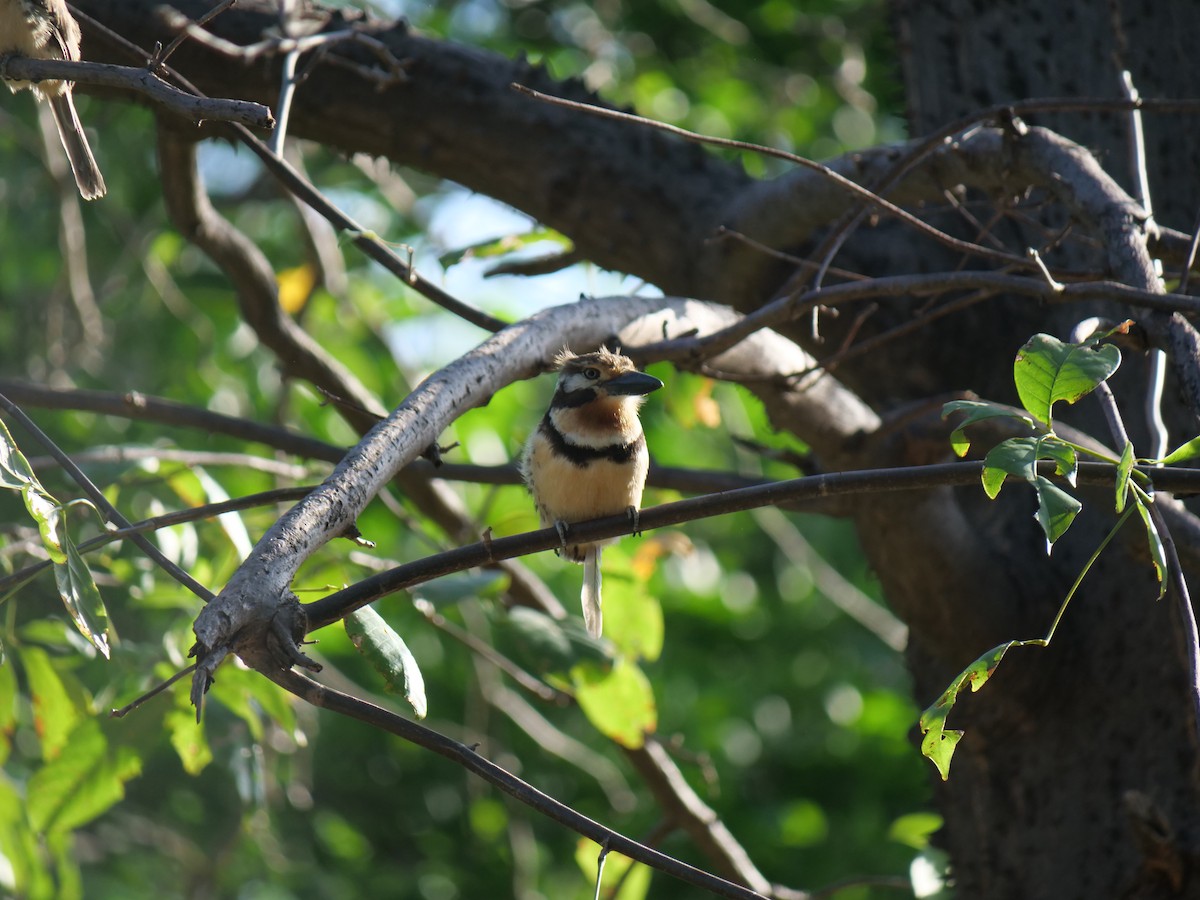 Russet-throated Puffbird - ML641657174