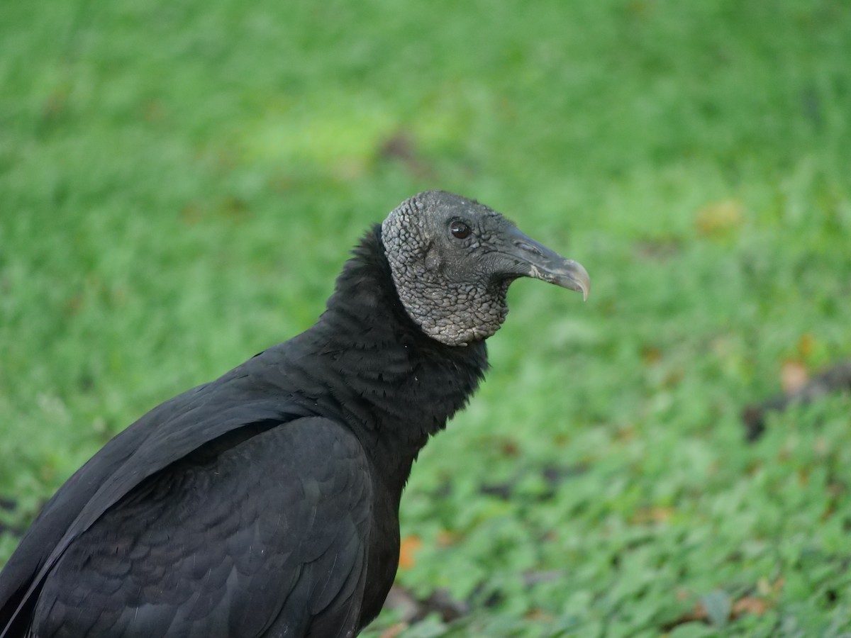 Black Vulture - ML641657201