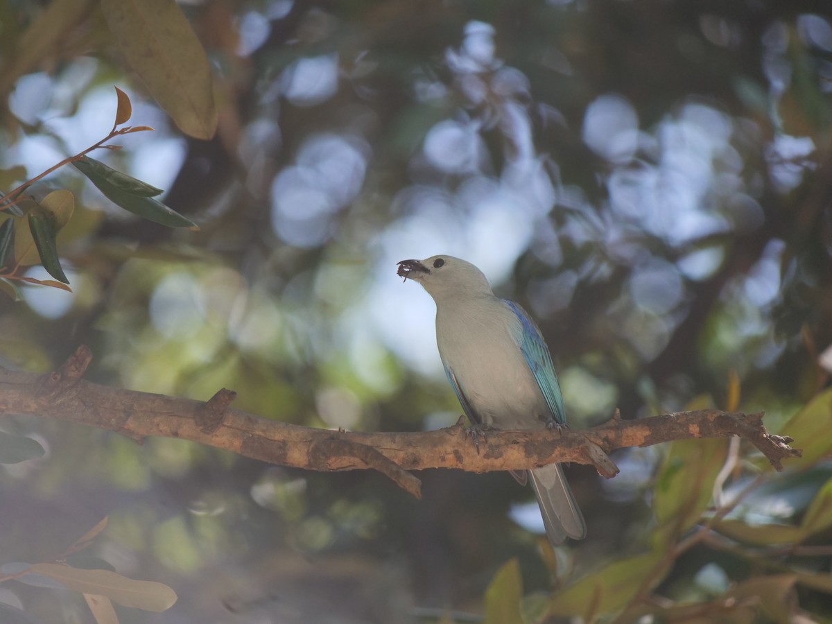 Blue-gray Tanager - ML641657204