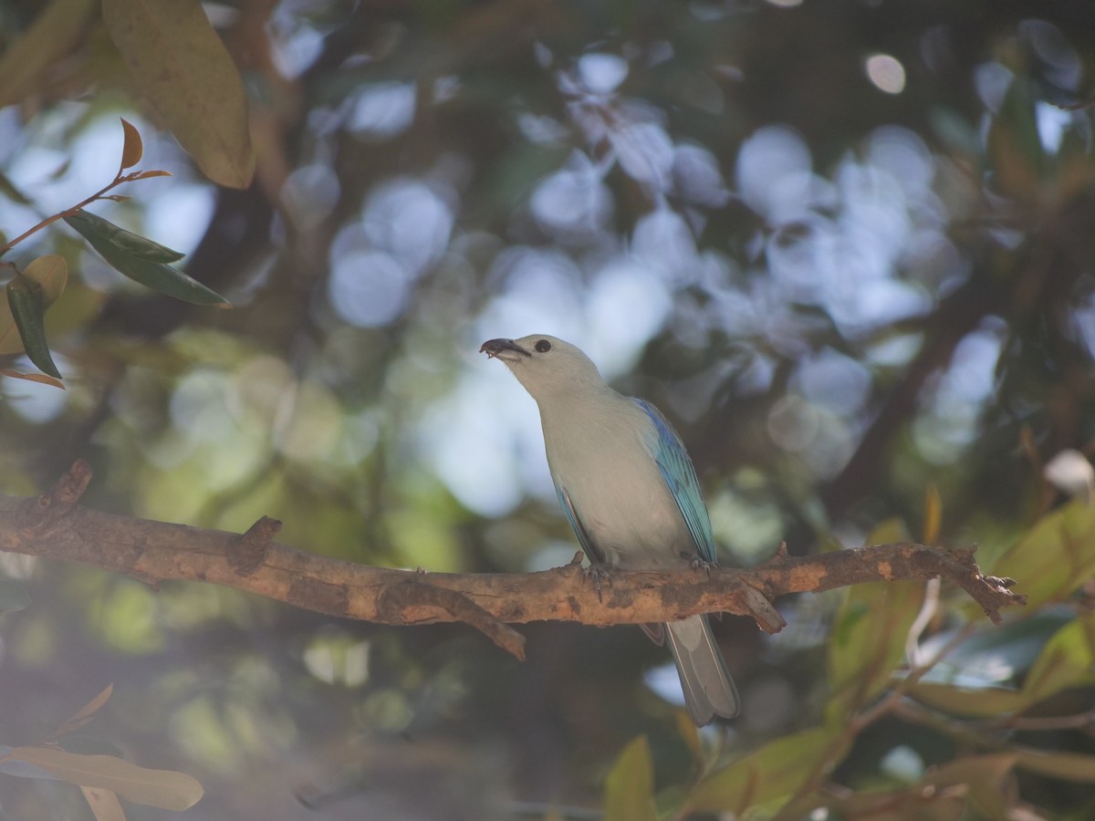 Blue-gray Tanager - ML641657205