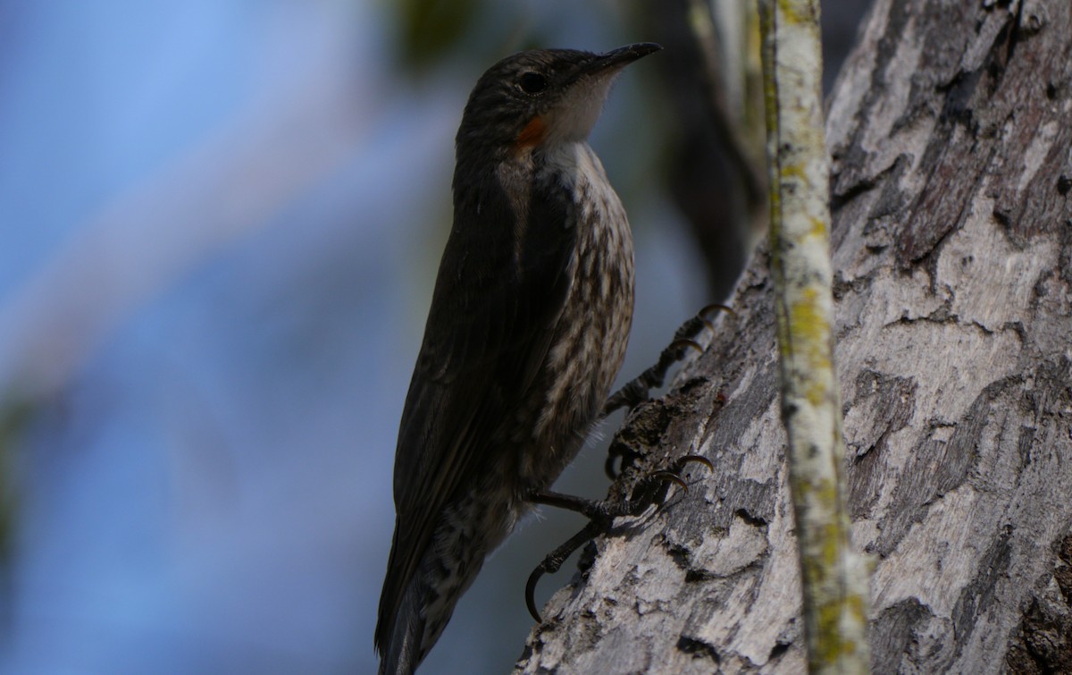 Белогорлая ложнопищуха - ML64165721