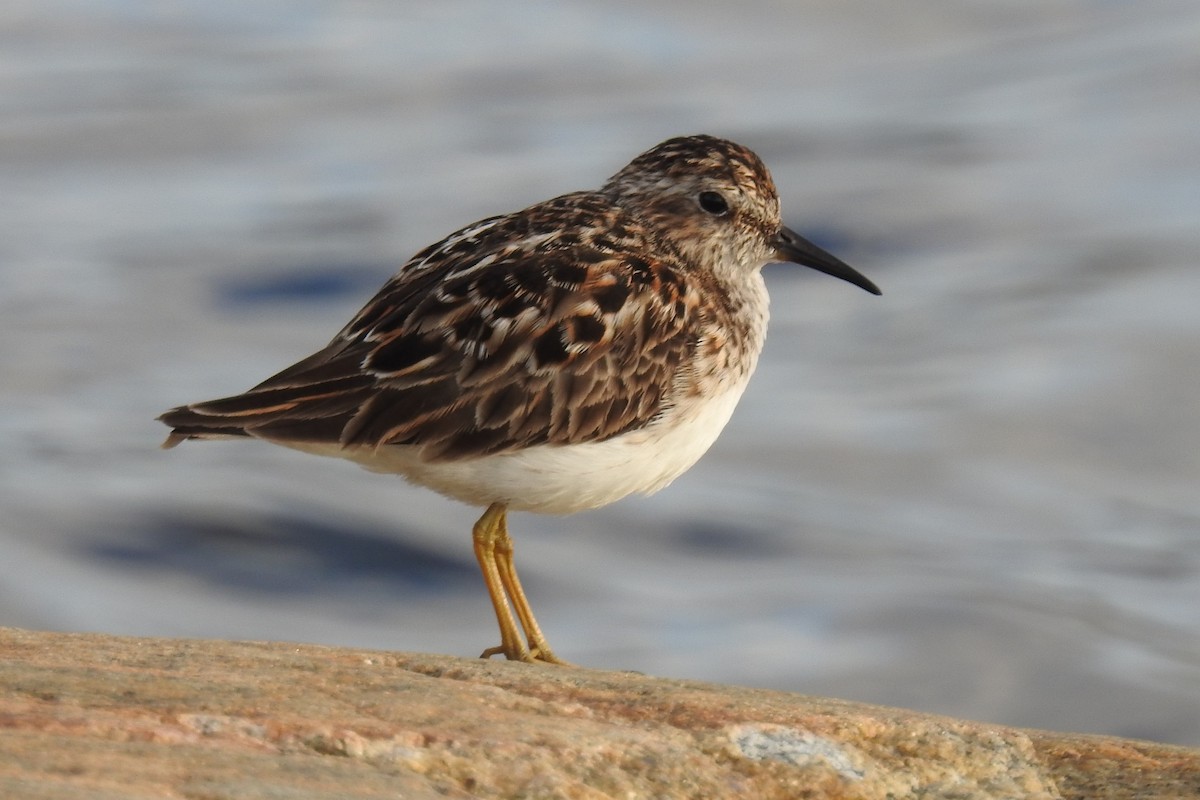 Least Sandpiper - ML641657216