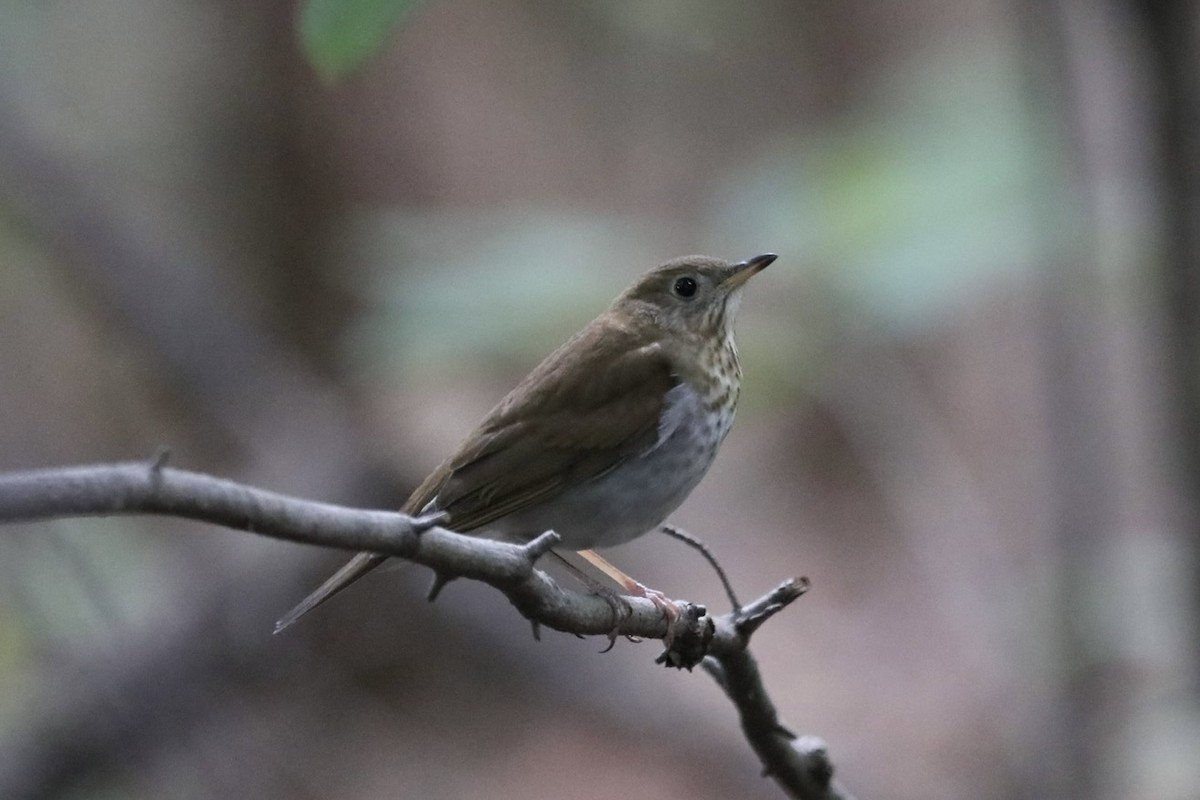 Veery - ML641657232