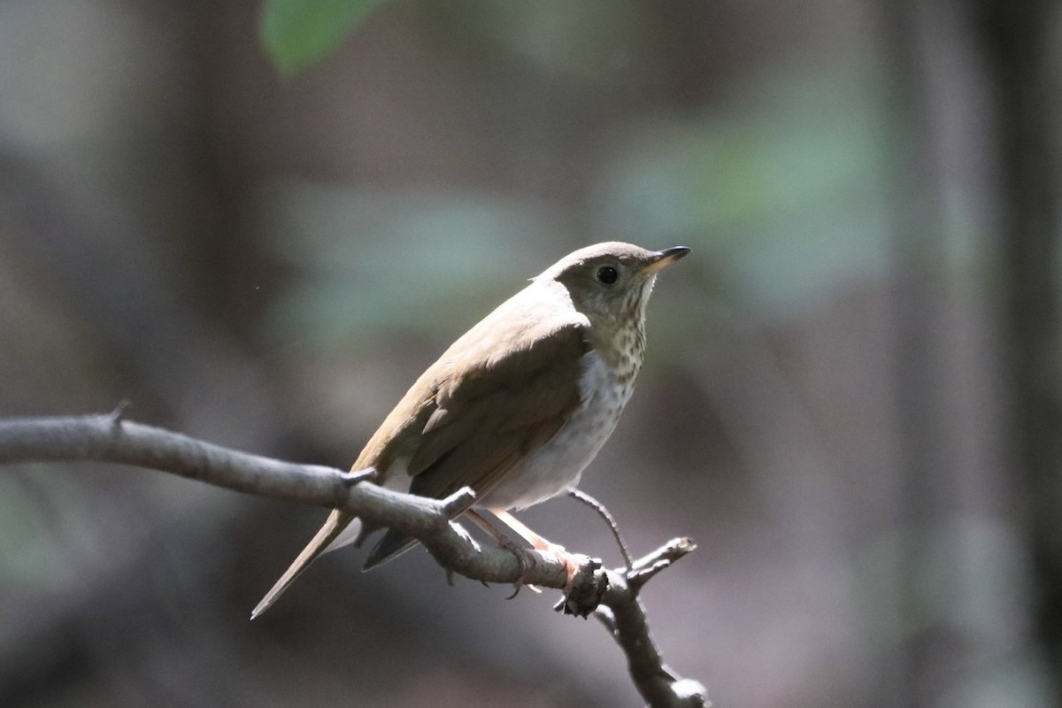 Veery - ML641657233