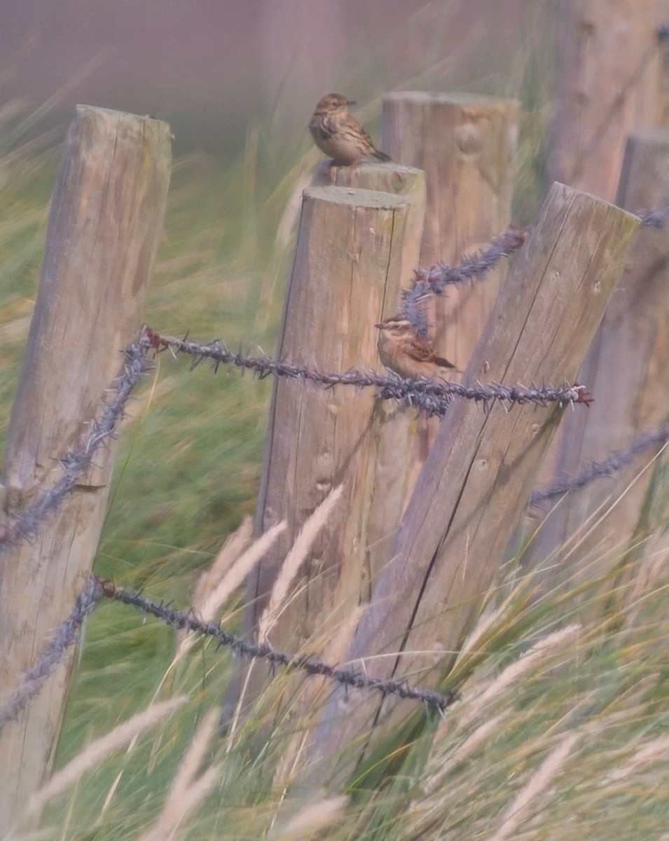 Whinchat - ML641657236