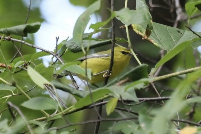 Blue-winged Warbler - ML641657241