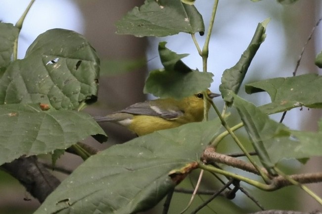 Blue-winged Warbler - ML641657242