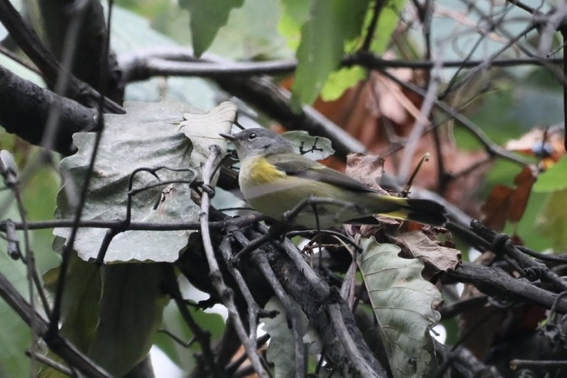 American Redstart - ML641657244
