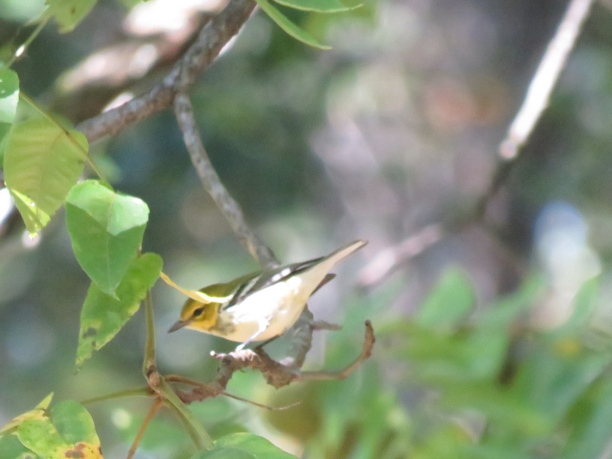 Black-throated Green Warbler - ML641657255