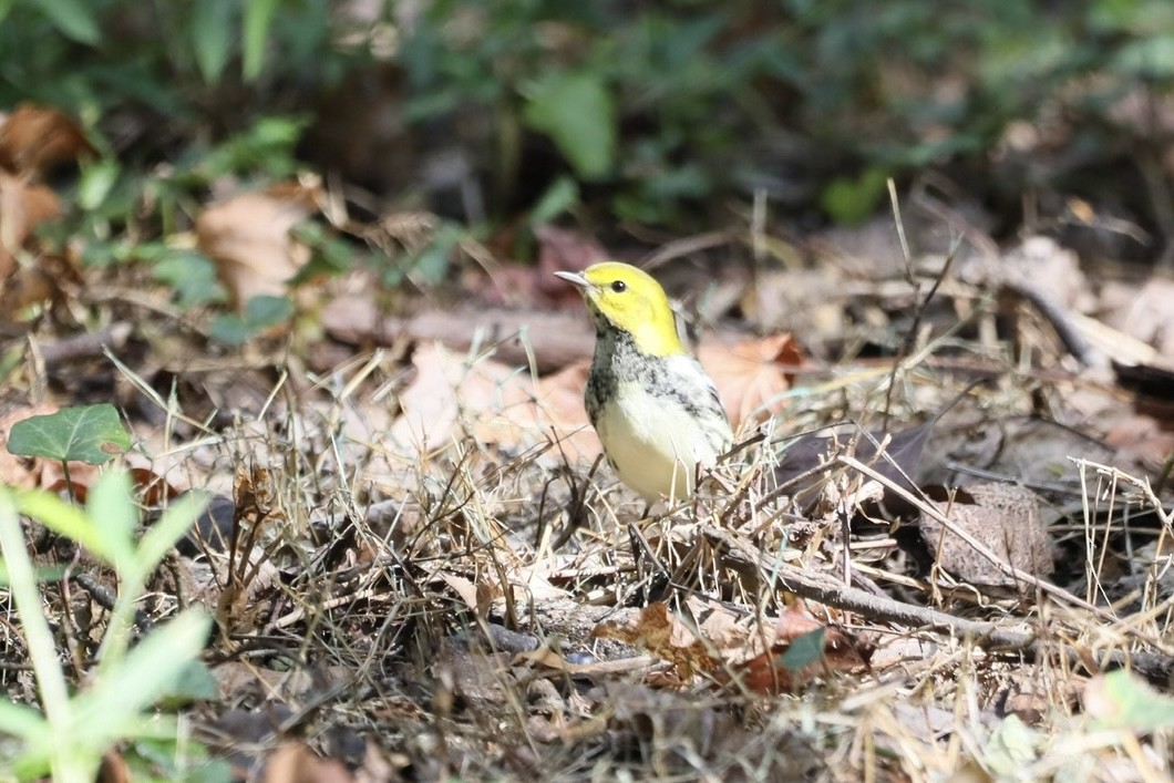 Black-throated Green Warbler - ML641657258