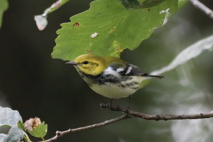 Black-throated Green Warbler - ML641657259