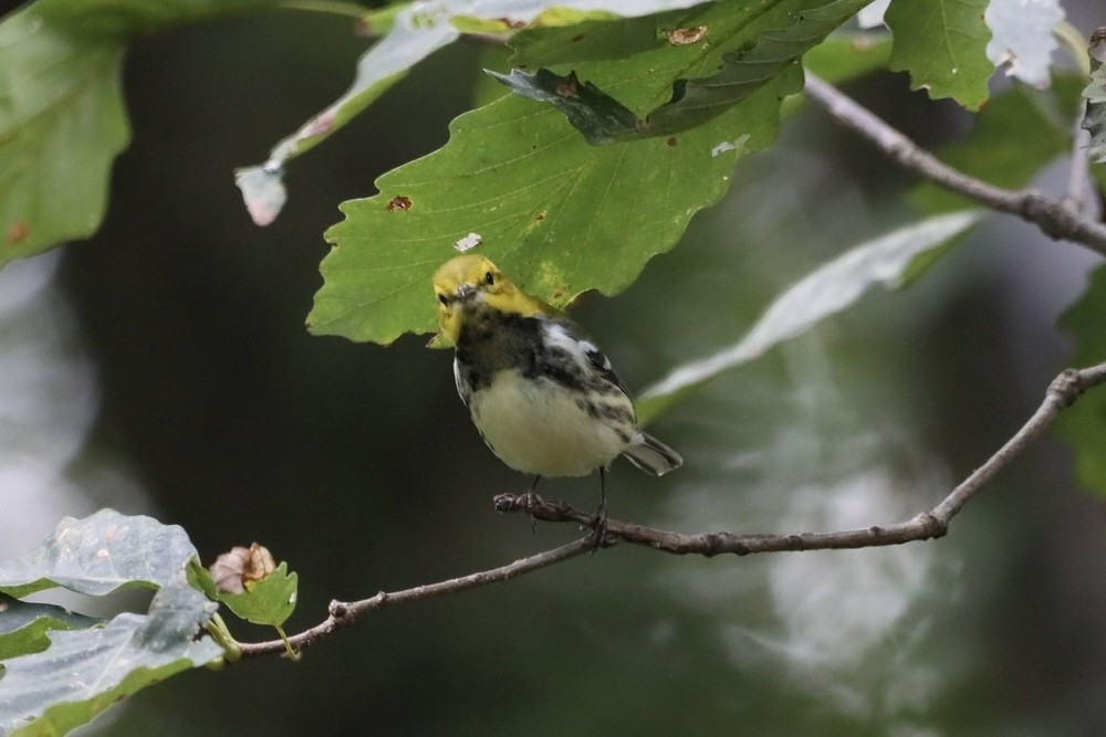 Black-throated Green Warbler - ML641657260