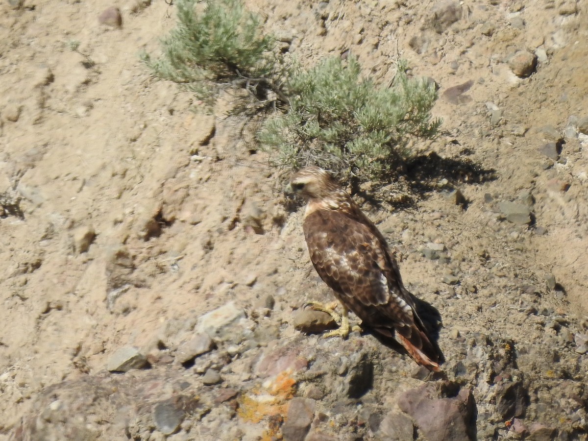 Red-tailed Hawk - ML641657300