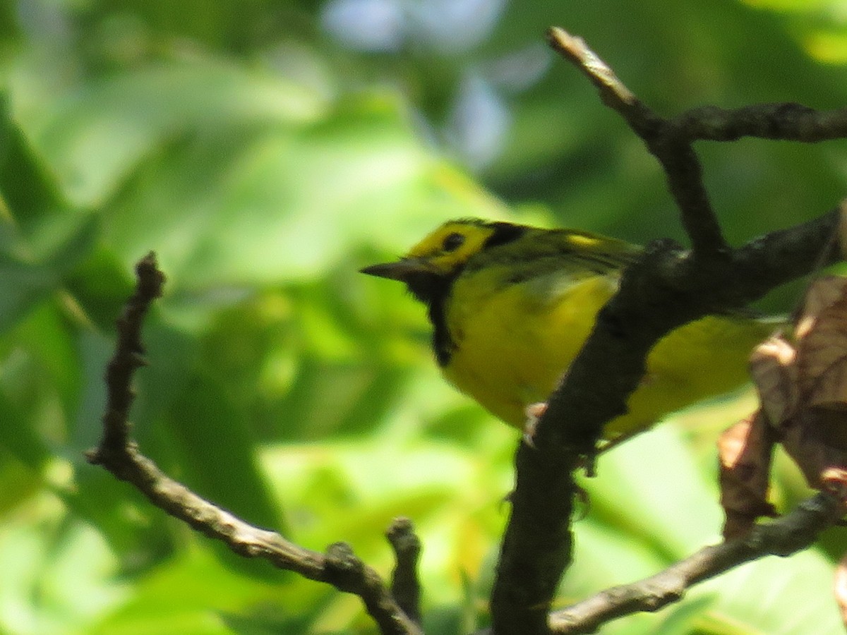 Hooded Warbler - ML641657308