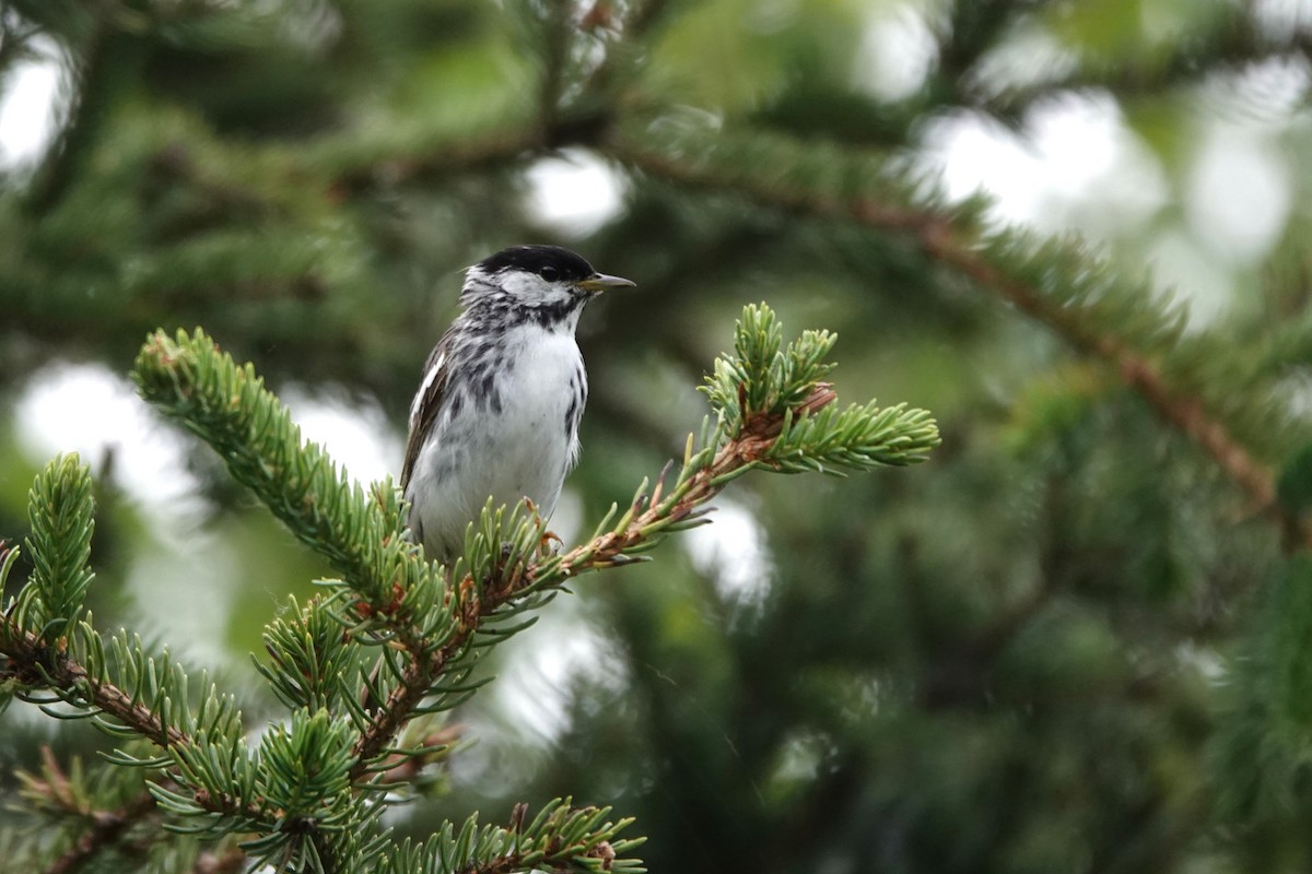 Blackpoll Warbler - ML641657343