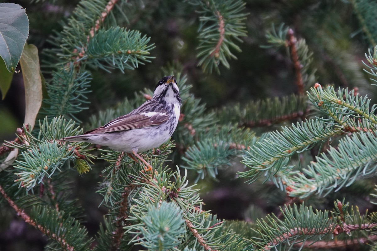 Blackpoll Warbler - ML641657344