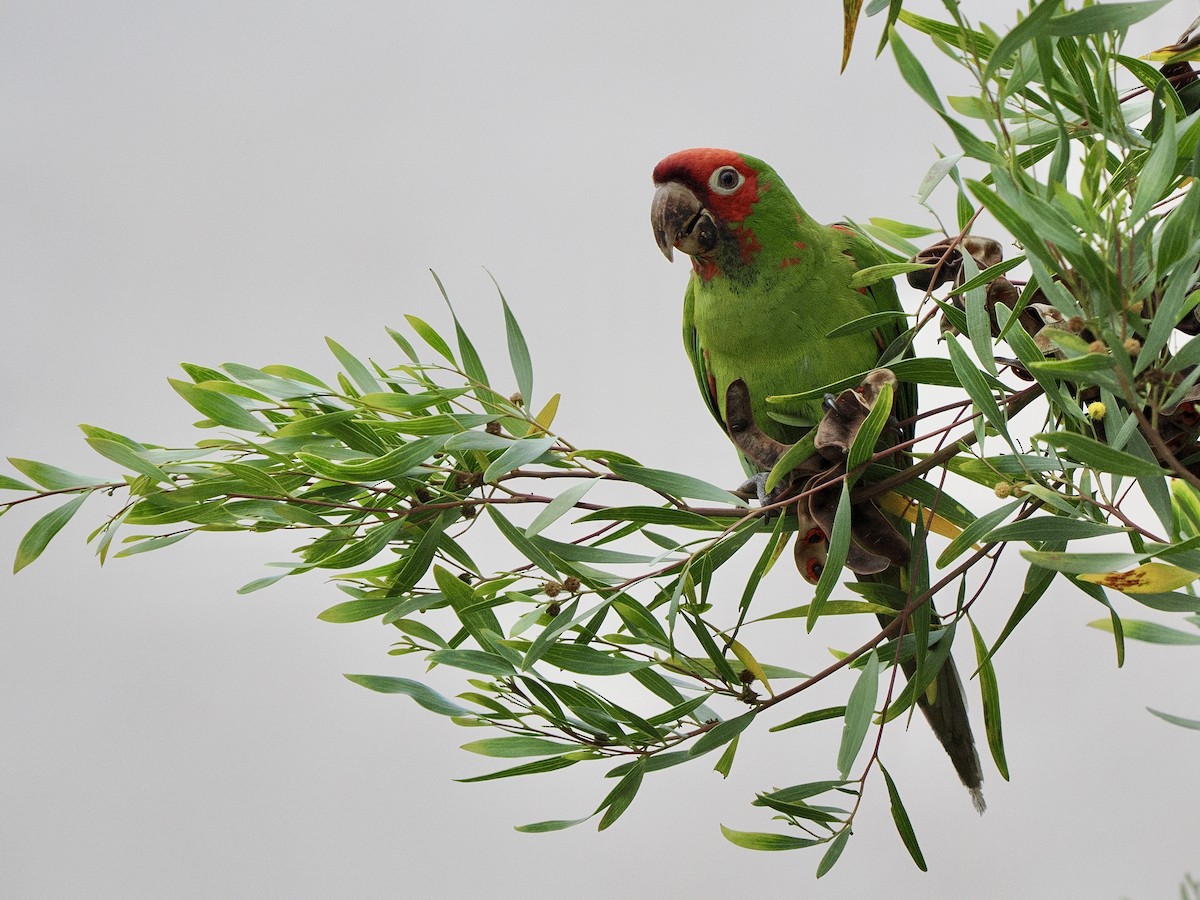 Conure à tête rouge - ML641657402