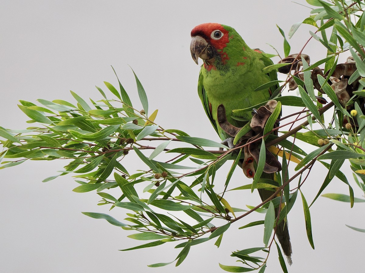 Conure à tête rouge - ML641657403