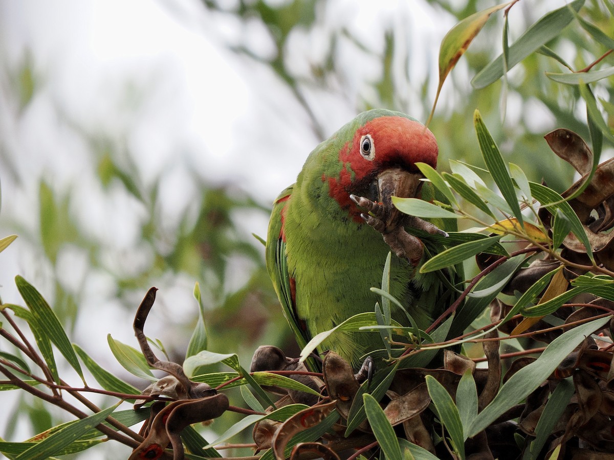 Conure à tête rouge - ML641657404