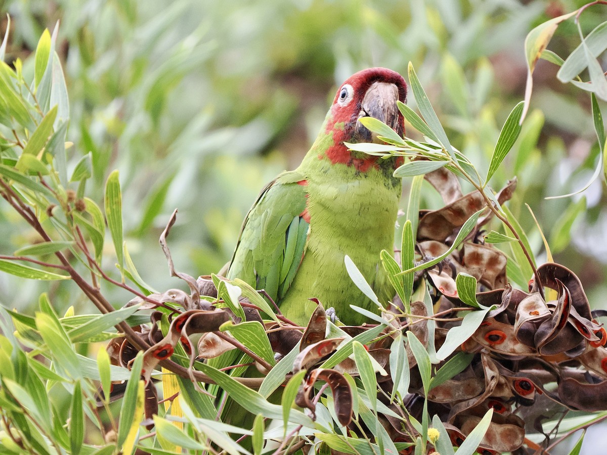 Conure à tête rouge - ML641657407