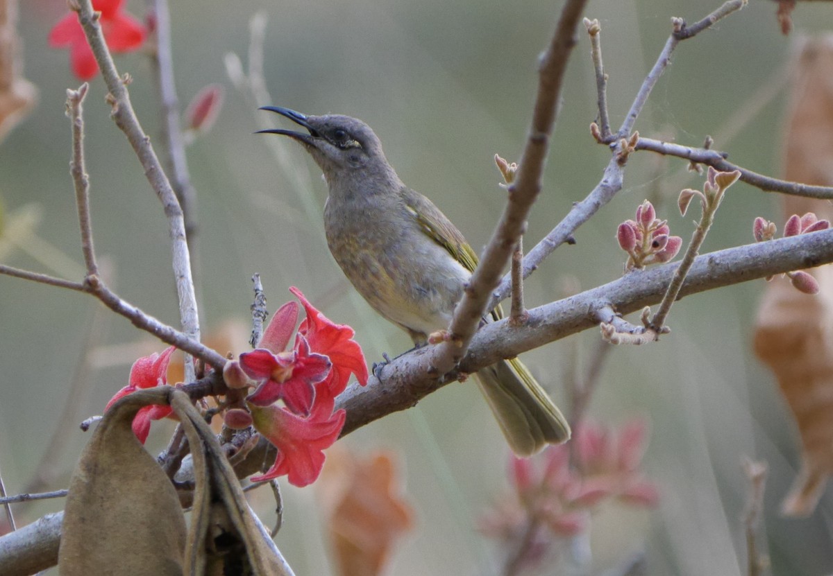 Бурый медолюб - ML64165741