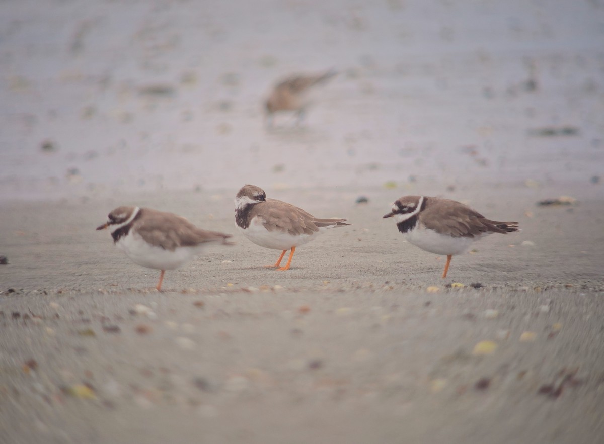 Хүзүүвчит хиазат - ML641657436