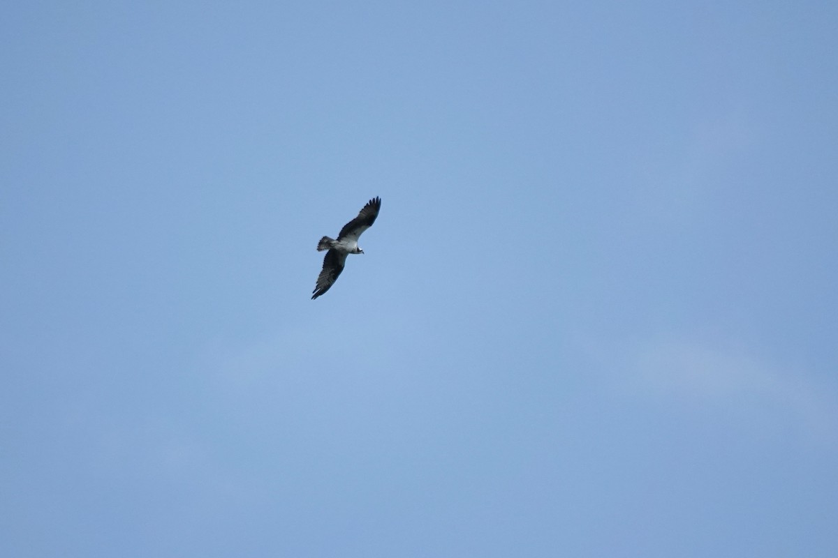 Balbuzard pêcheur (carolinensis) - ML641657454
