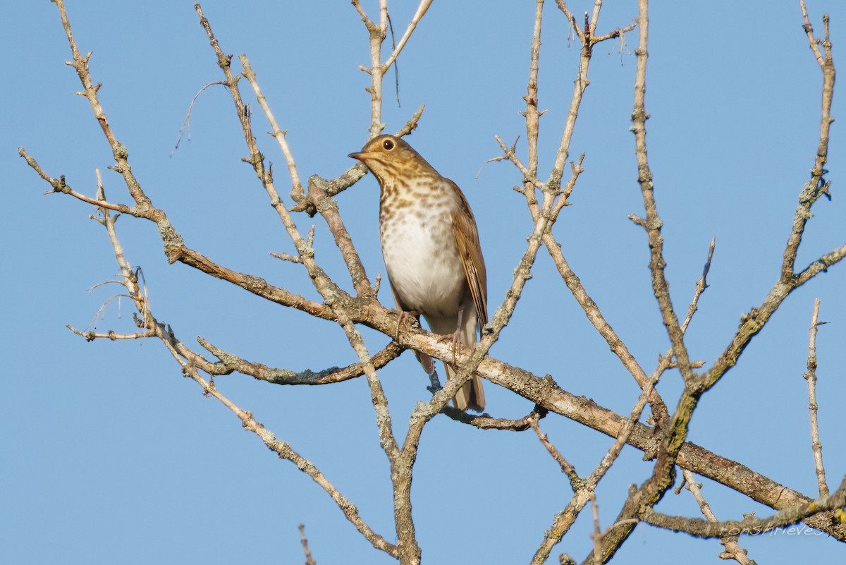 Swainson's Thrush - ML641657532