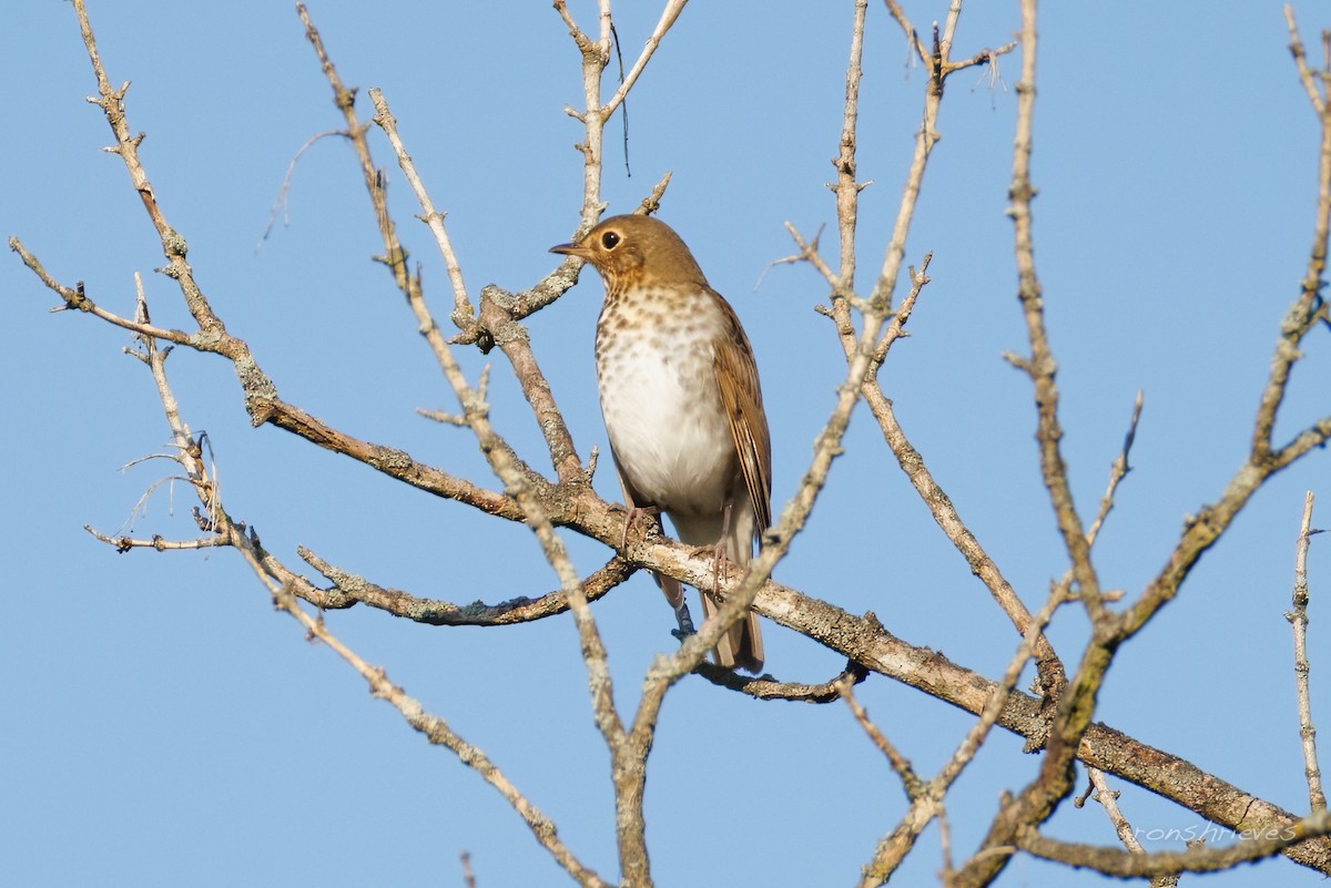 Swainson's Thrush - ML641657555