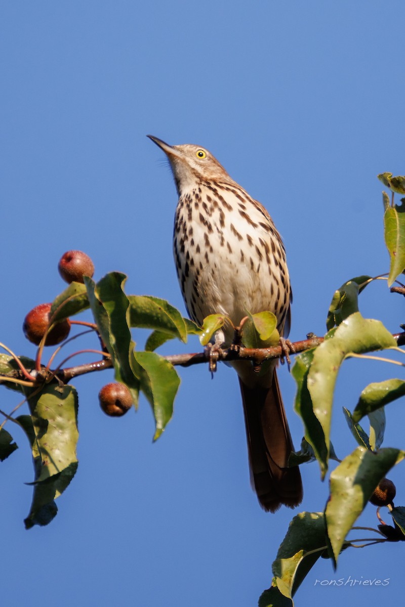 Brown Thrasher - ML641657569