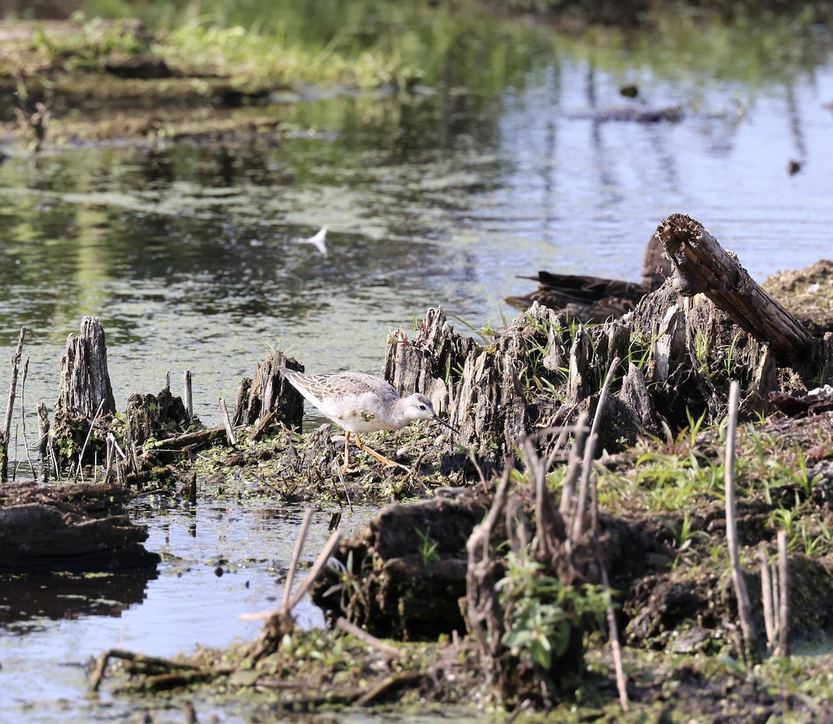 Wilson's Phalarope - ML641657576