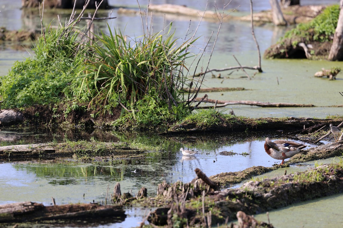 Wilson's Phalarope - ML641657577