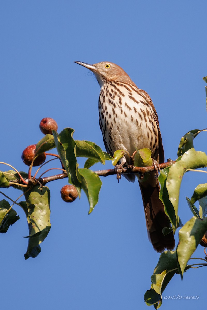 Brown Thrasher - ML641657582