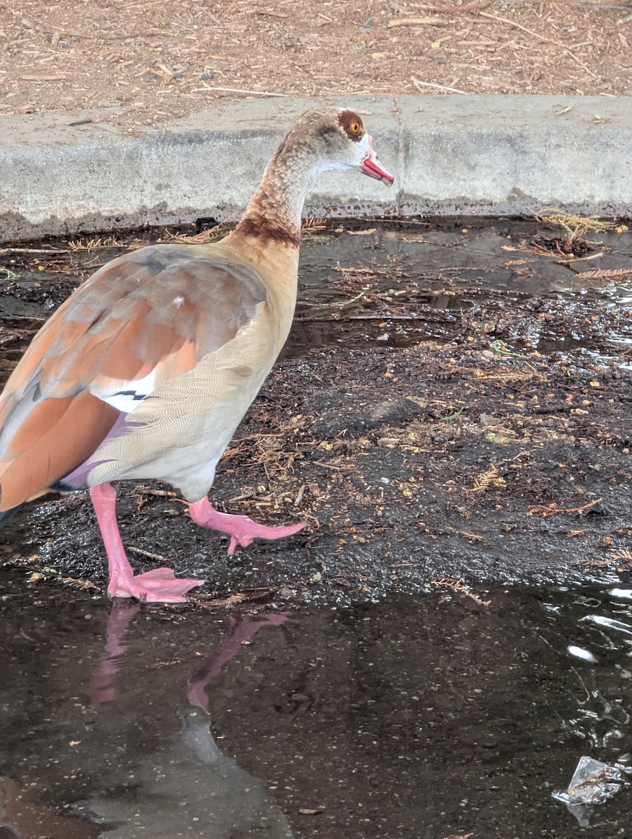 Egyptian Goose - ML641657596