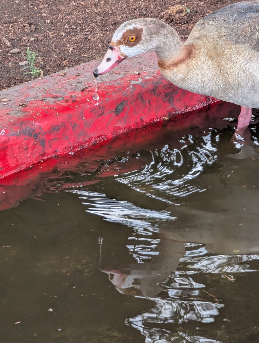 Egyptian Goose - ML641657597