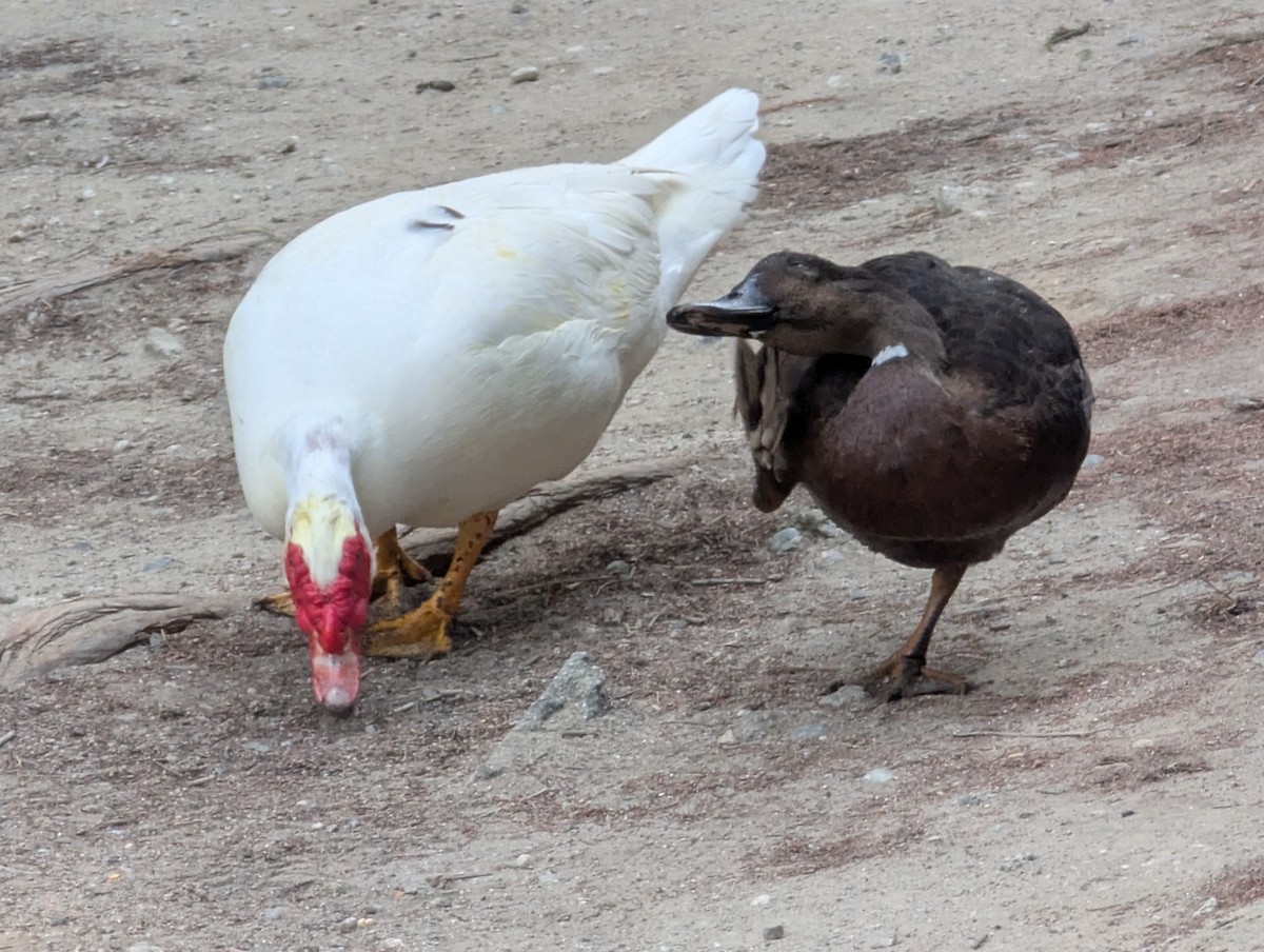 Muscovy Duck (Domestic type) - ML641657608
