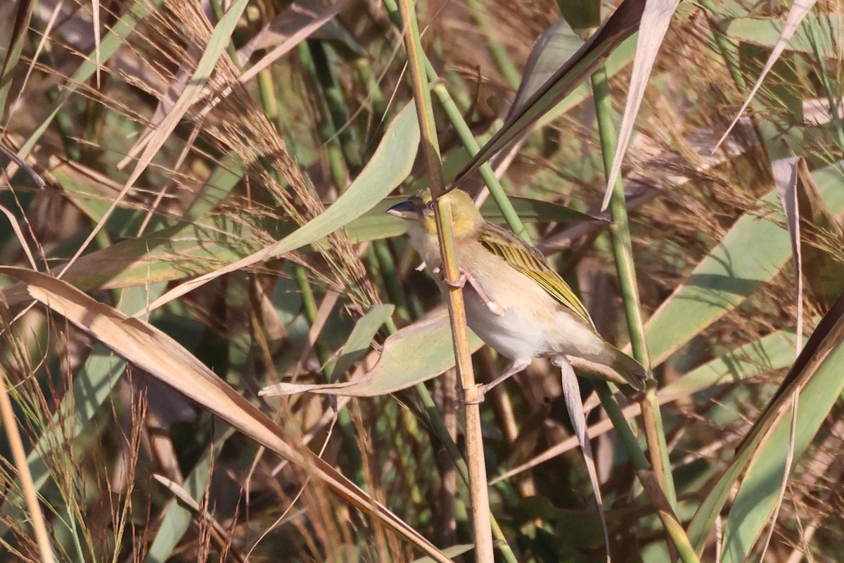 Black-headed Weaver - ML641657616