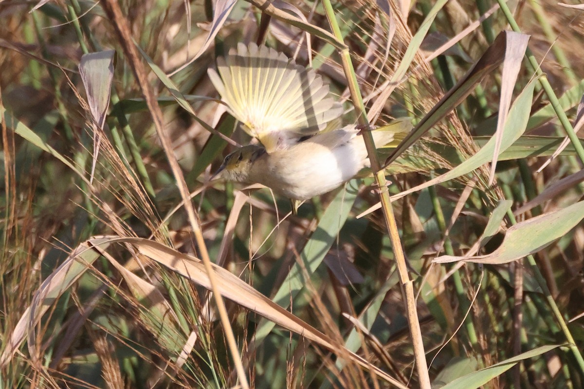 Black-headed Weaver - ML641657617