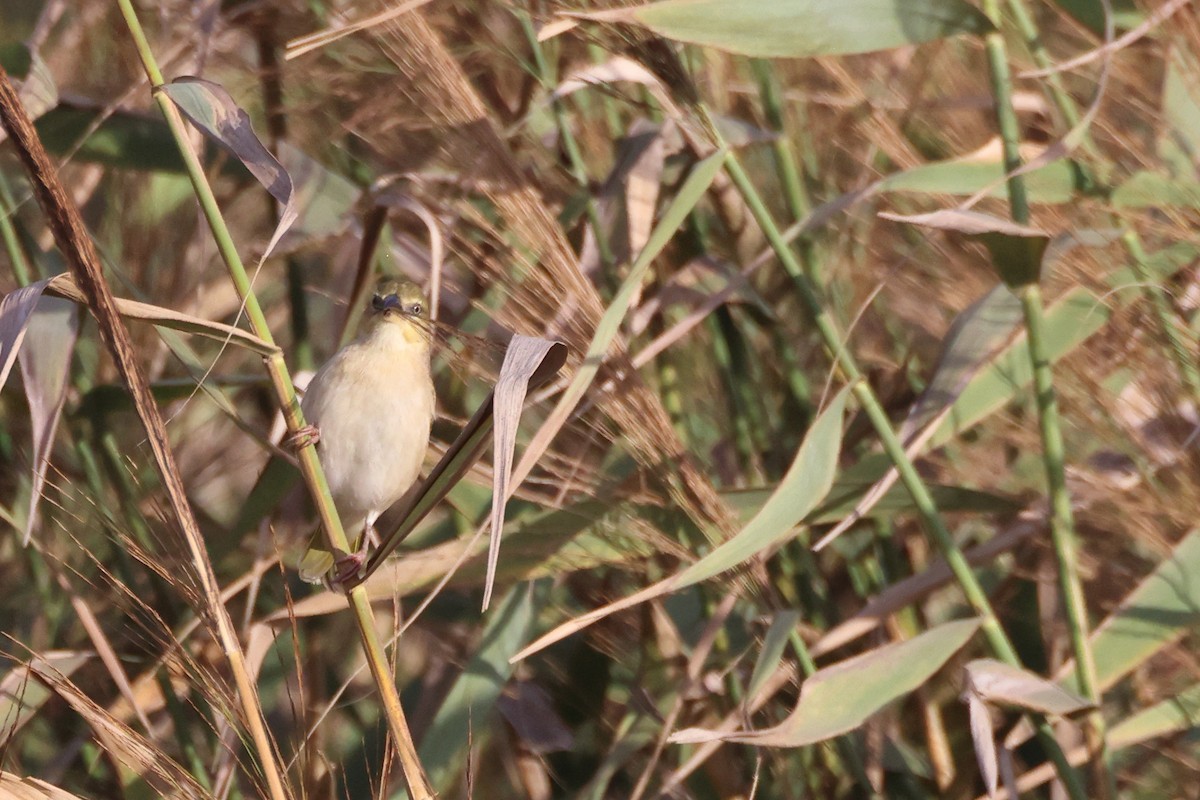 Black-headed Weaver - ML641657618