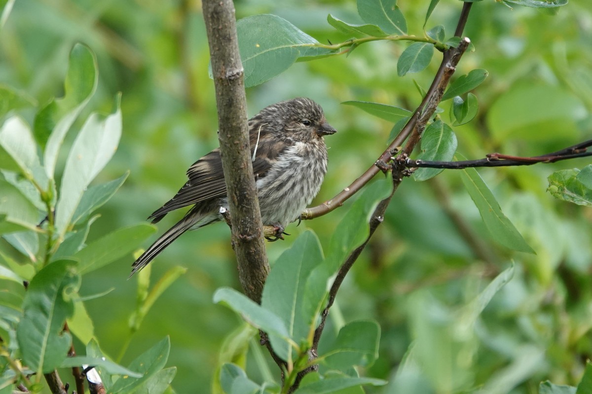 Junco ardoisé - ML641657620