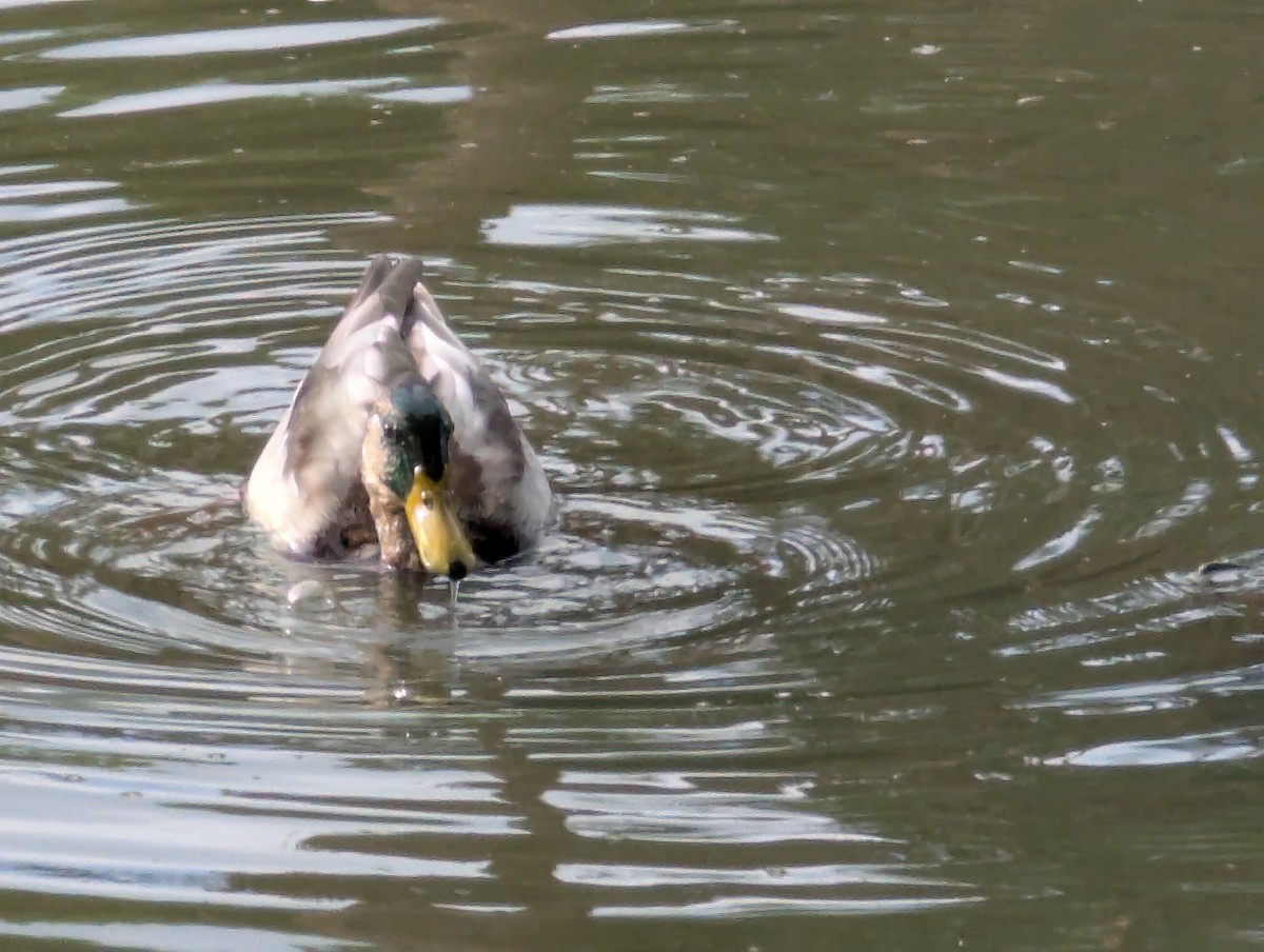 Тэжээмэл нугас - ML641657621